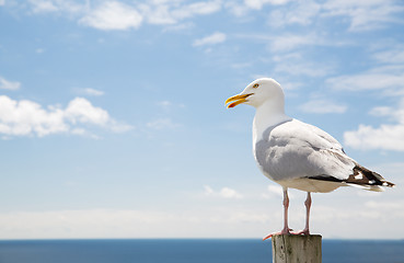 Image showing seagull over sea and blue sky