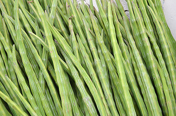 Image showing Drumstick Vegetable or Moringa