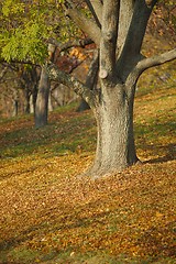 Image showing Autumn tree in park