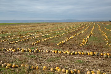 Image showing Pumpkin field view