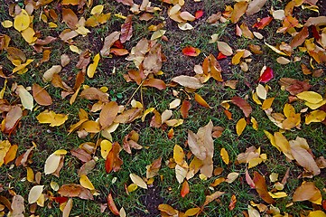 Image showing Fallen leaves on grass