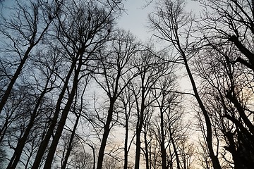 Image showing Bare tree branches