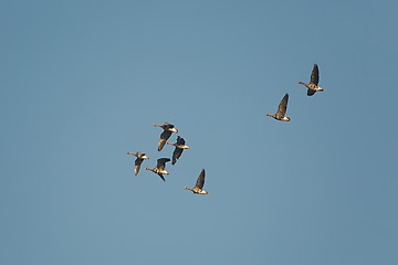 Image showing Geese Flying Up