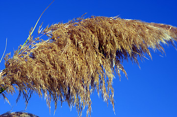 Image showing Detail of pampas grass