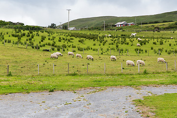 Image showing sheep grazing on field of connemara in ireland