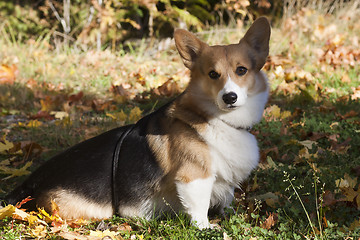 Image showing dog in fall