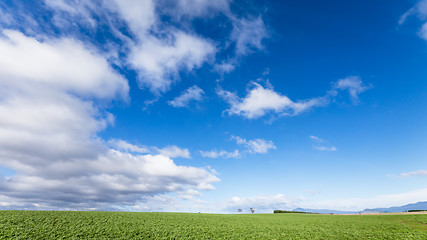 Image showing Green fields and blue sky