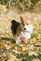 Image showing dog in fall