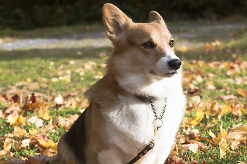 Image showing dog in fall leaves