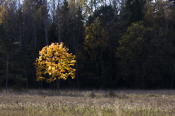 Image showing the golden tree 