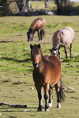 Image showing pony