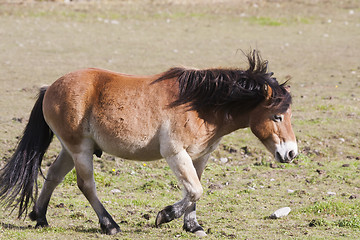 Image showing pony