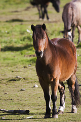 Image showing pony