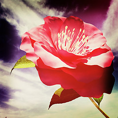 Image showing Beautiful Flower against the sky . 3D illustration. Vintage styl