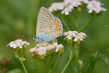 Image showing Common Blue  butterfly