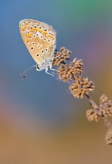 Image showing Common Blue (Polyomathus icarus) butterfly