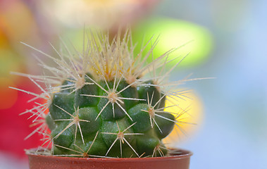 Image showing Single small decorative cactus