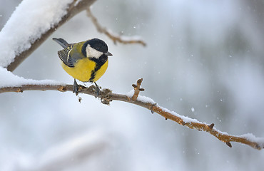 Image showing great tit on tree brunch 