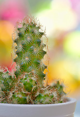 Image showing Single small decorative cactus 