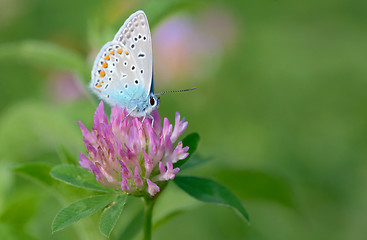 Image showing Common Blue  butterfly