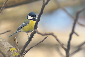 Image showing Tit bird on a branch