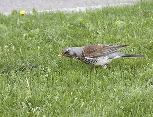 Image showing Fieldfare