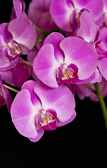 Image showing Orchid or Orchidaceae