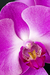 Image showing Orchid or Orchidaceae