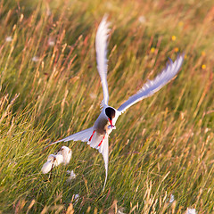 Image showing Arctic tern with a fish - Warm evening sun