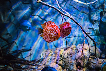 Image showing Symphysodon discus in an aquarium on a blue background