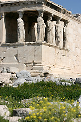 Image showing spring flowers at erachtheum