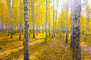 Image showing autumn forest