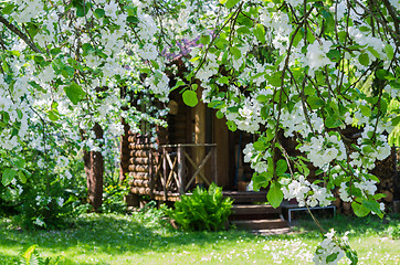 Image showing Garden with blossoming apple-trees