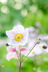 Image showing Pale pink flower in the garden, close-up