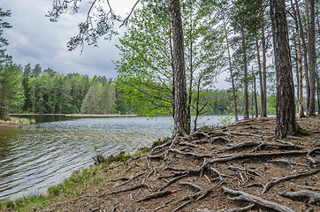 Image showing Bare root trees near the forest lake