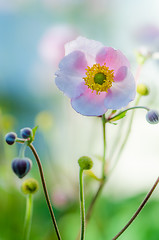 Image showing Pale pink flower Japanese anemone, close-up