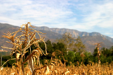 Image showing Harvest Time