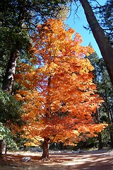 Image showing Autumn Tree