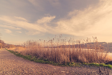 Image showing Reeds by a road in the winter