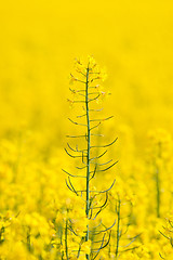 Image showing Rapeseed flower rising up on a field