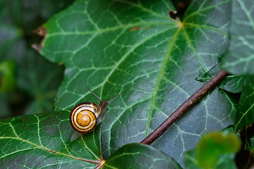 Image showing Snail on a green ivy leaf