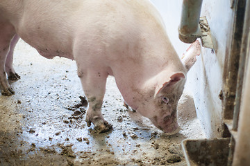 Image showing Dirty pig standing in mud