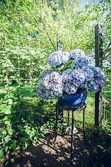 Image showing Hortensia flowers in a blue flowerpot