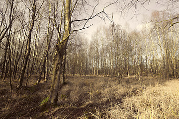 Image showing Forest with birch trees in autumn