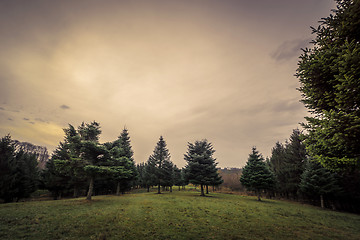 Image showing Landscape with pine trees in the dawn