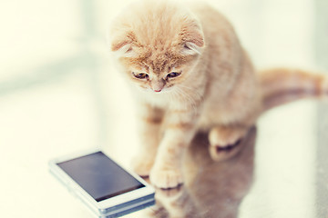 Image showing close up of scottish fold kitten with smartphone