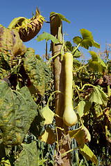 Image showing Tromboncino squash on the vine 