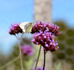 Image showing Cabbage white butterfly on purple verbena flowers