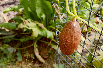 Image showing Brown Russian cucumber growing on the vine