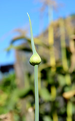 Image showing Garlic scape in a vegetable garden